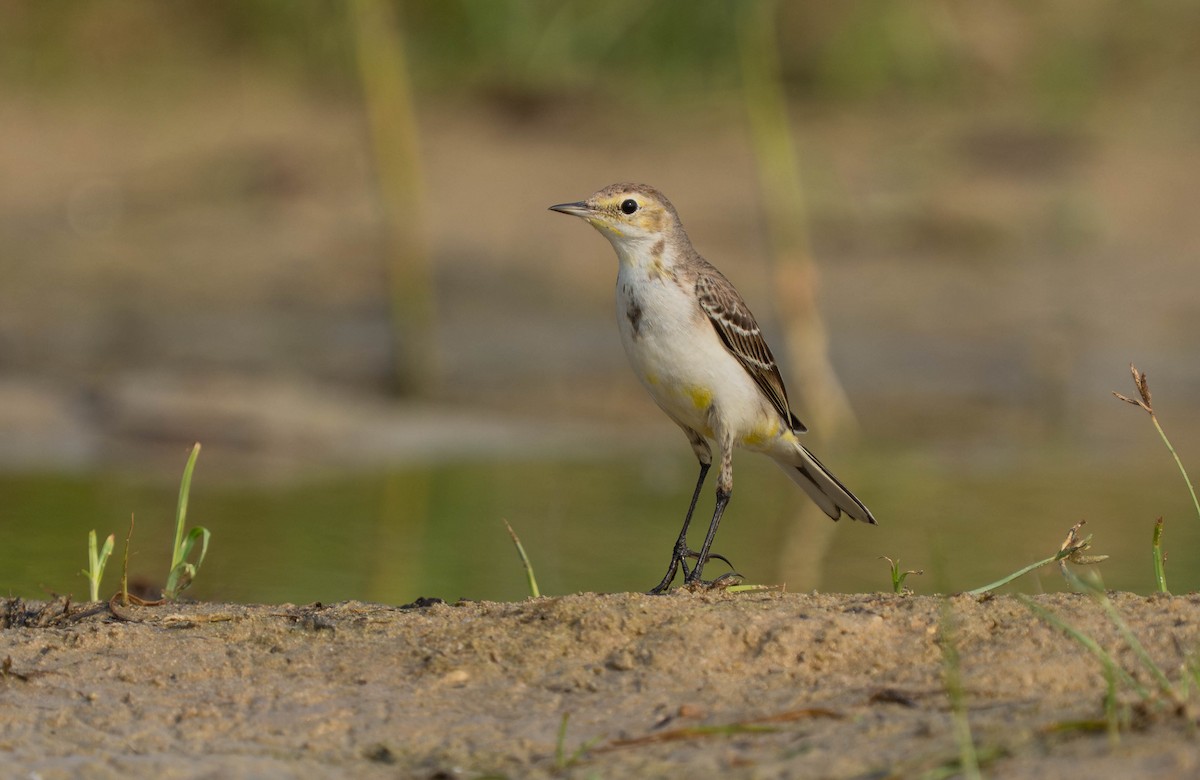 Western Yellow Wagtail - ML646119924