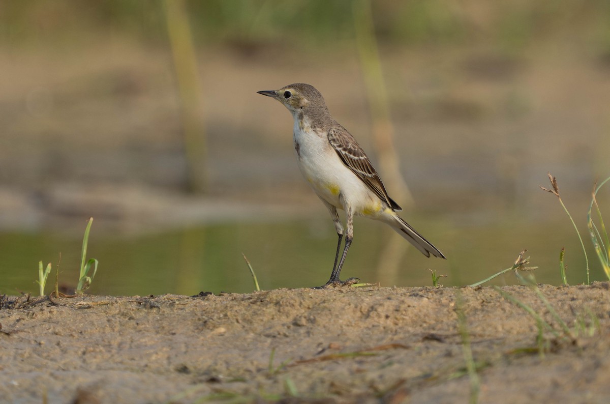 Western Yellow Wagtail - ML646119925