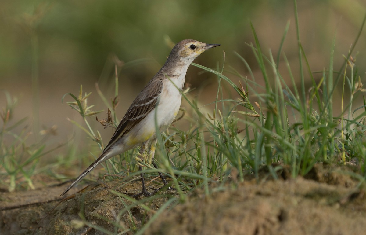 Western Yellow Wagtail - ML646119926