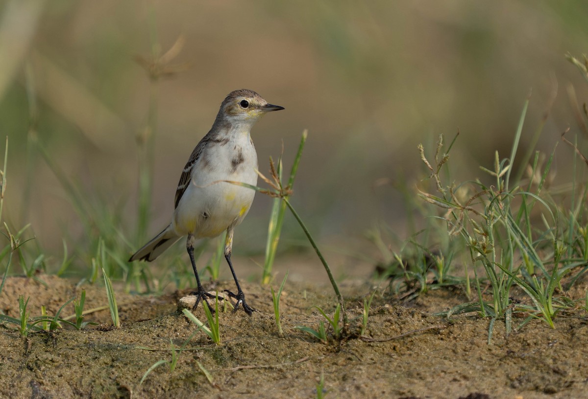 Western Yellow Wagtail - ML646119927