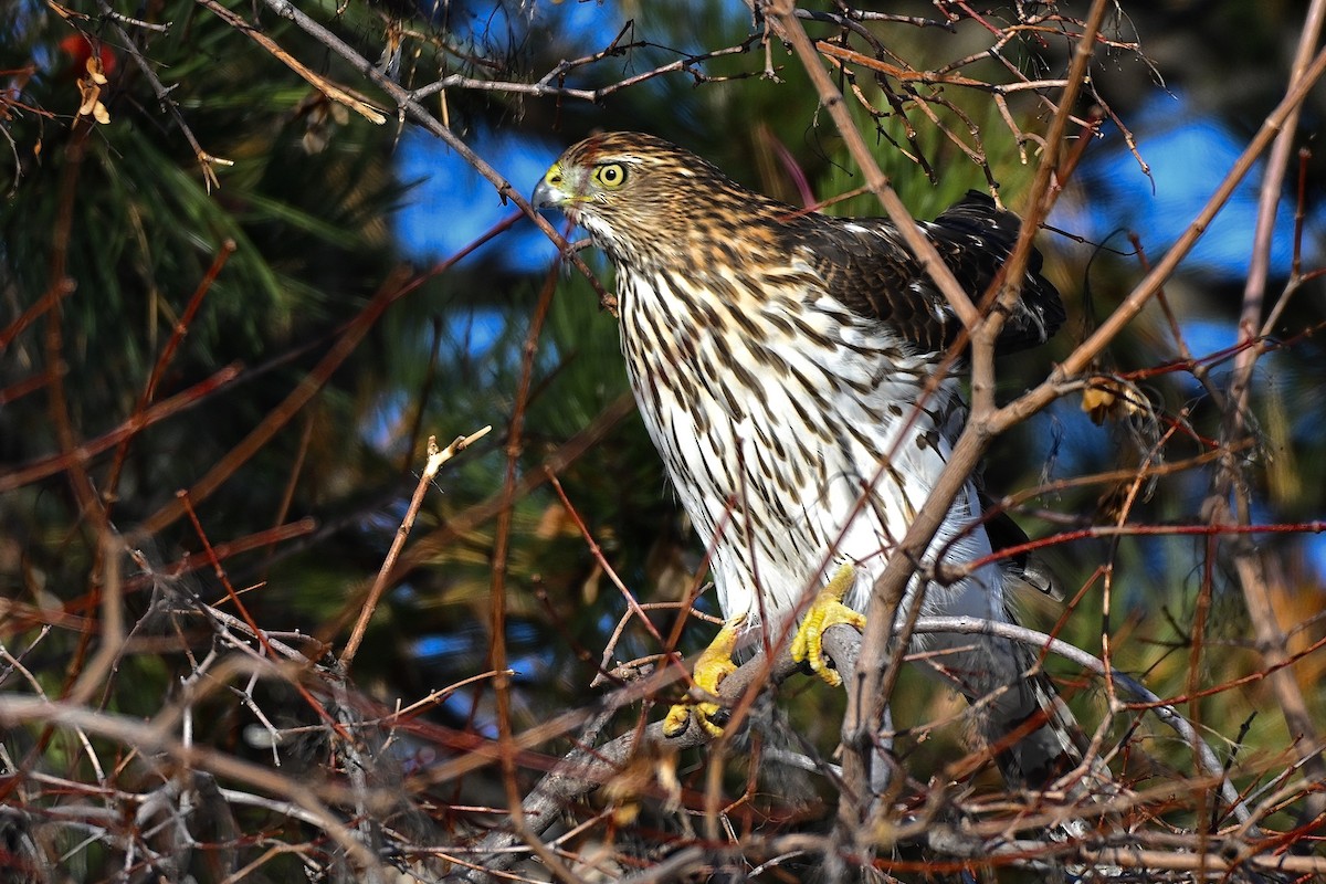 Rundschwanzhabicht - ML646119929