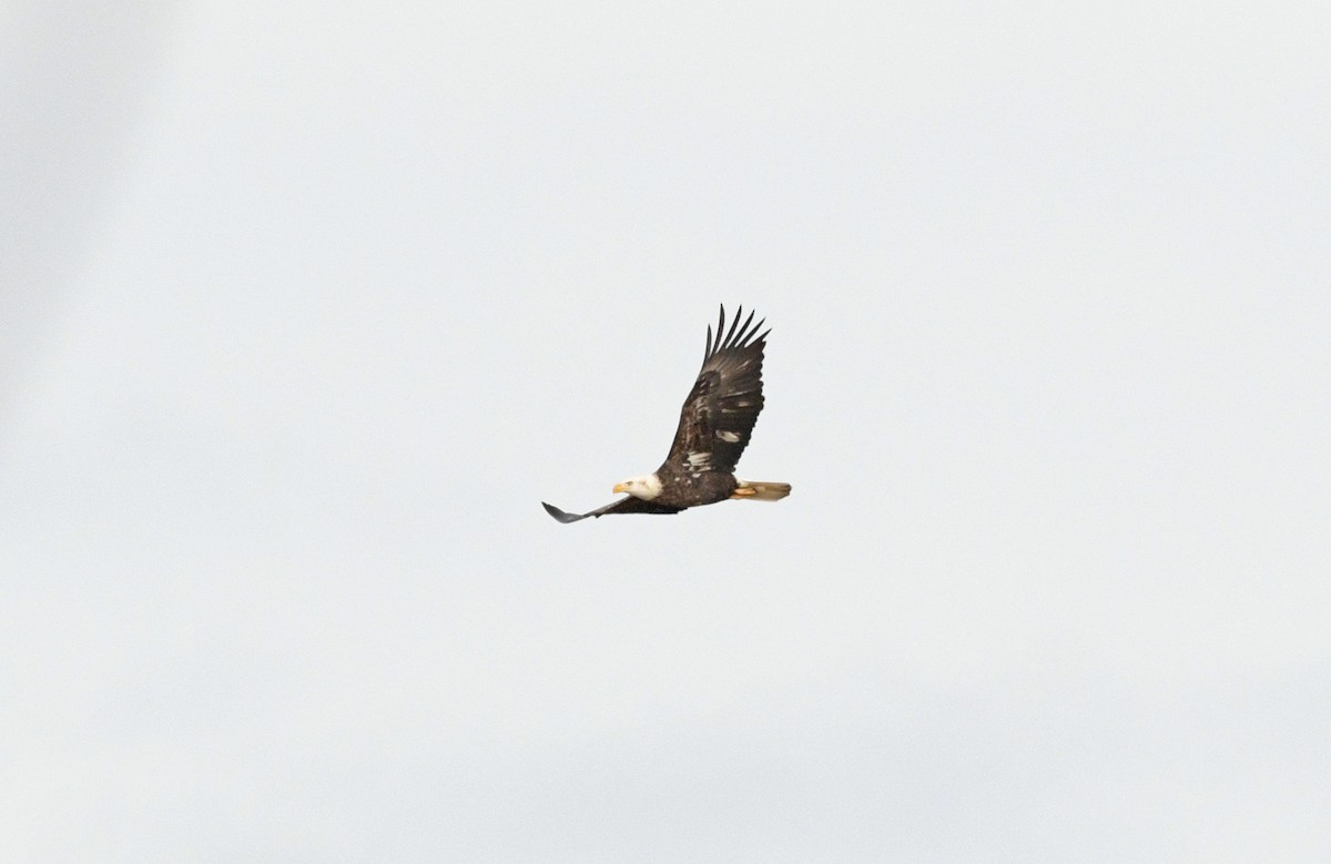 orel bělohlavý - ML646119930