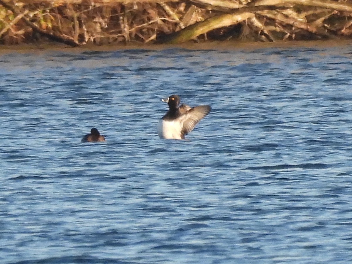 Ring-necked Duck - ML646119934