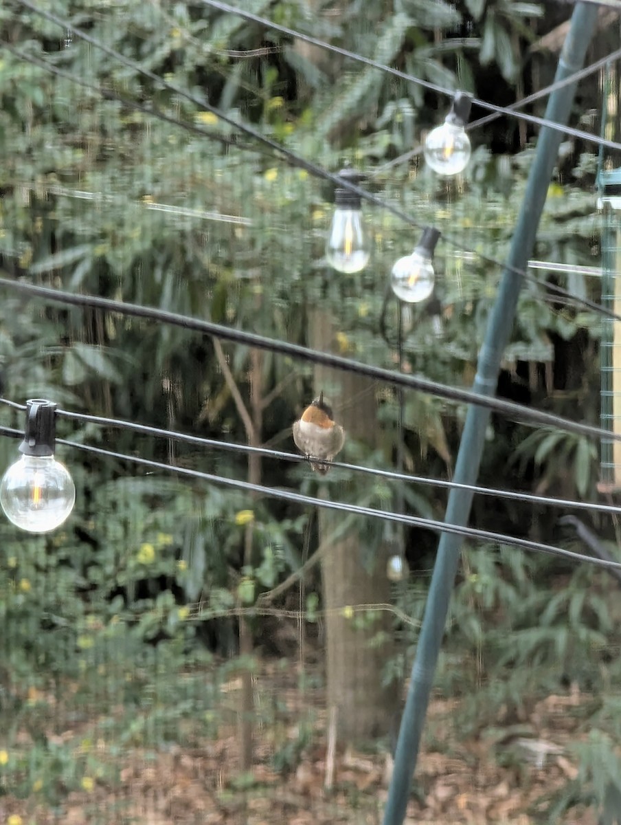 Ruby-throated Hummingbird - ML646119935