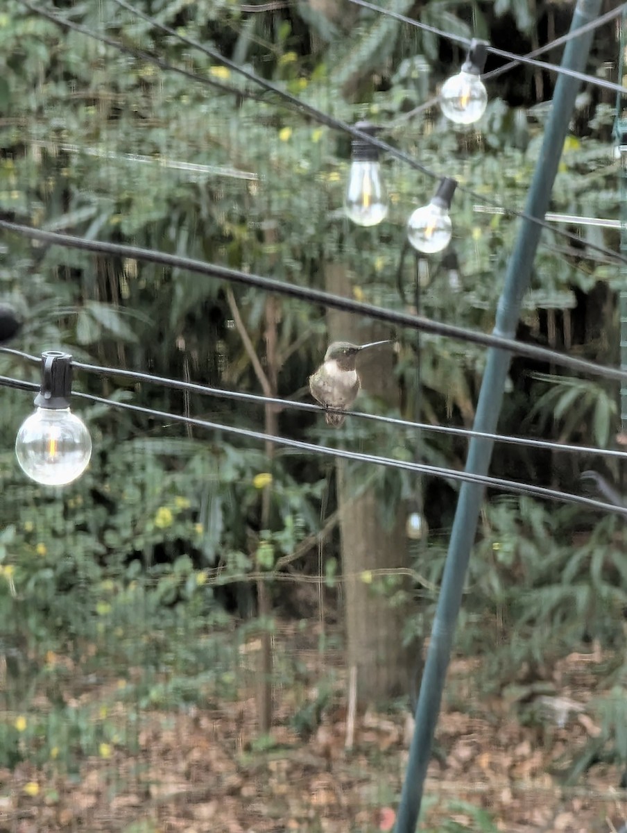 Ruby-throated Hummingbird - ML646119936