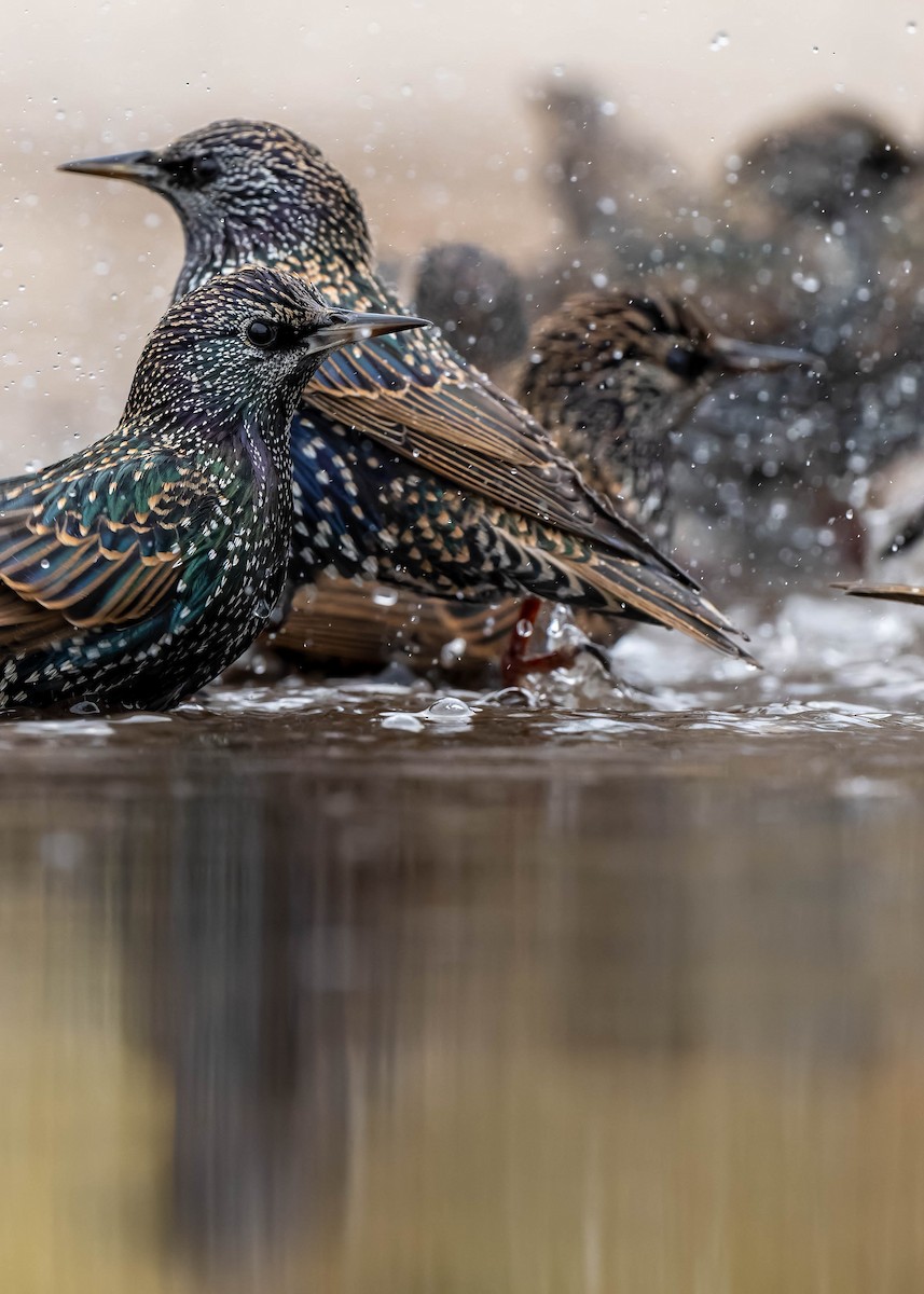 歐洲椋鳥 - ML646119945