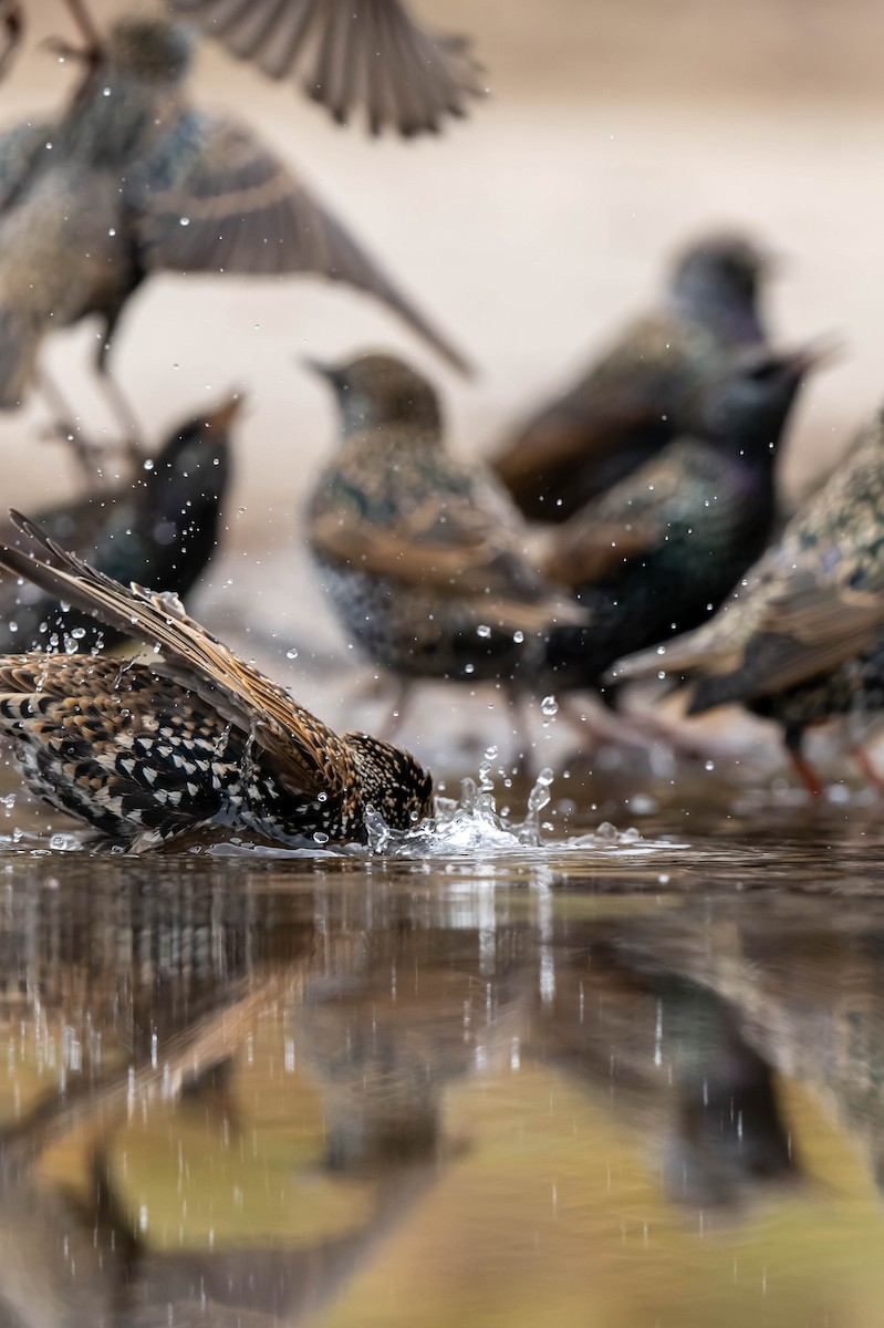 歐洲椋鳥 - ML646119946