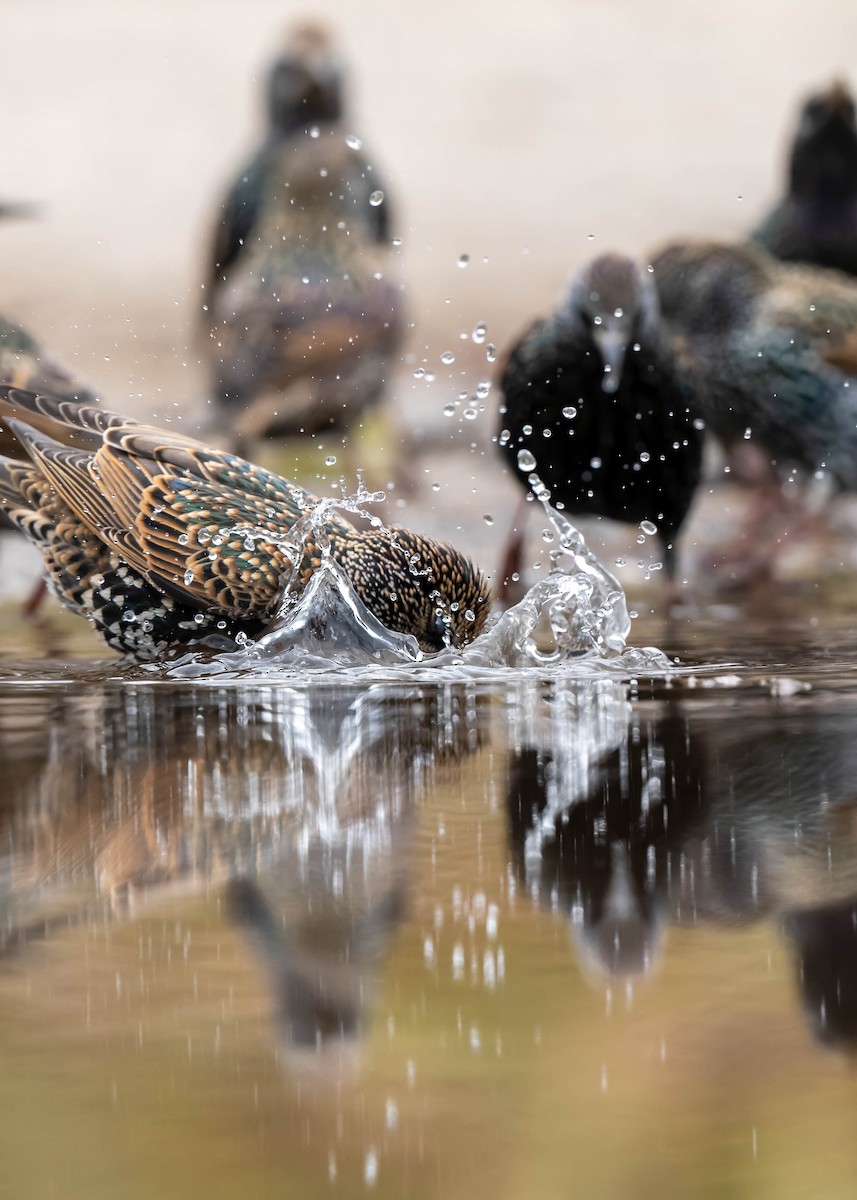 歐洲椋鳥 - ML646119947