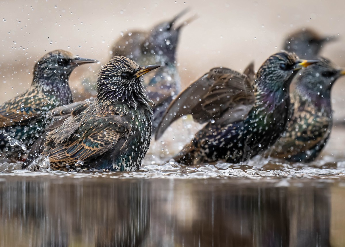 歐洲椋鳥 - ML646119948