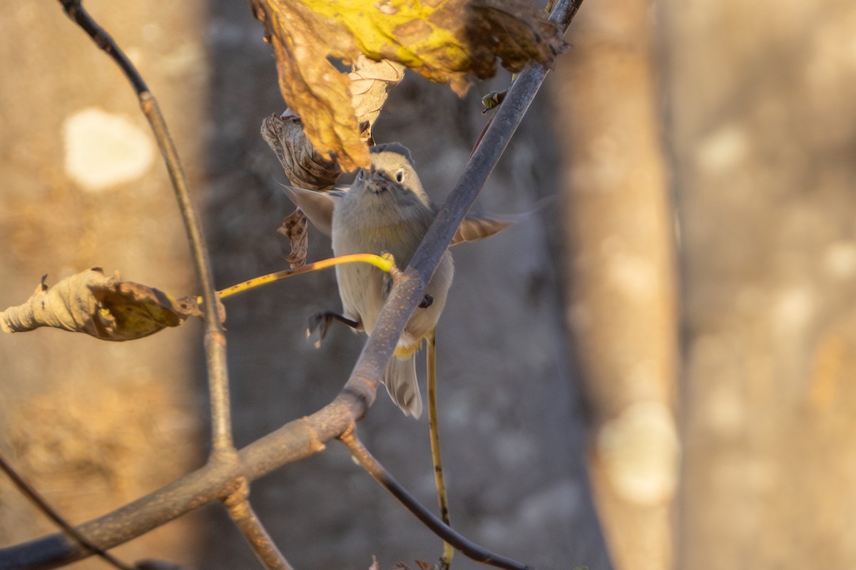 Virginia's Warbler - ML646119949