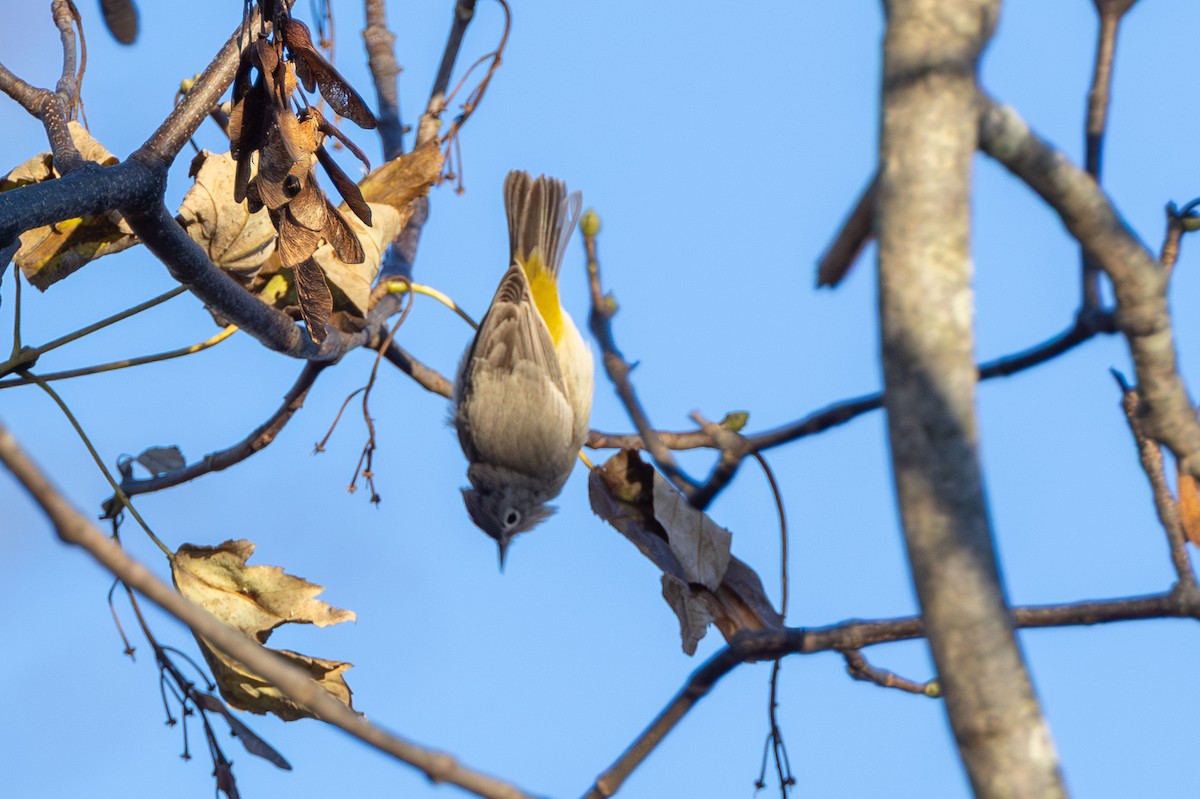 Virginia's Warbler - ML646119950
