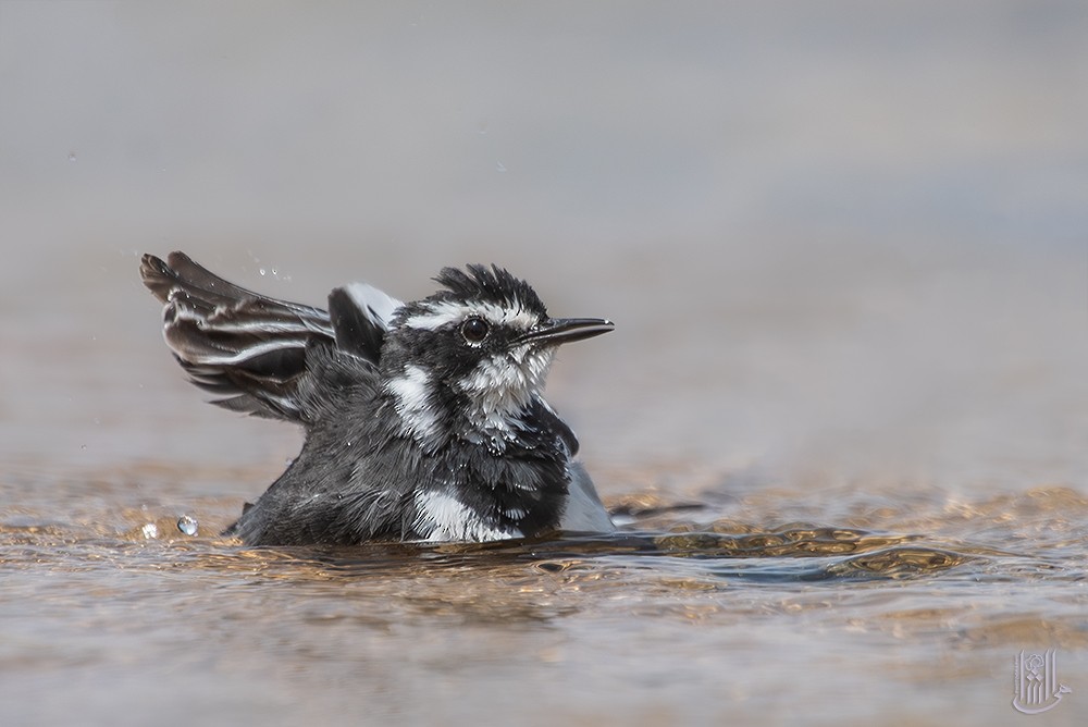 African Pied Wagtail - ML646119952