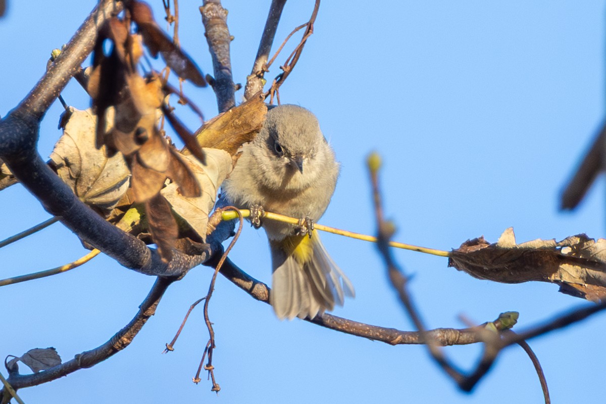Virginia's Warbler - ML646119953