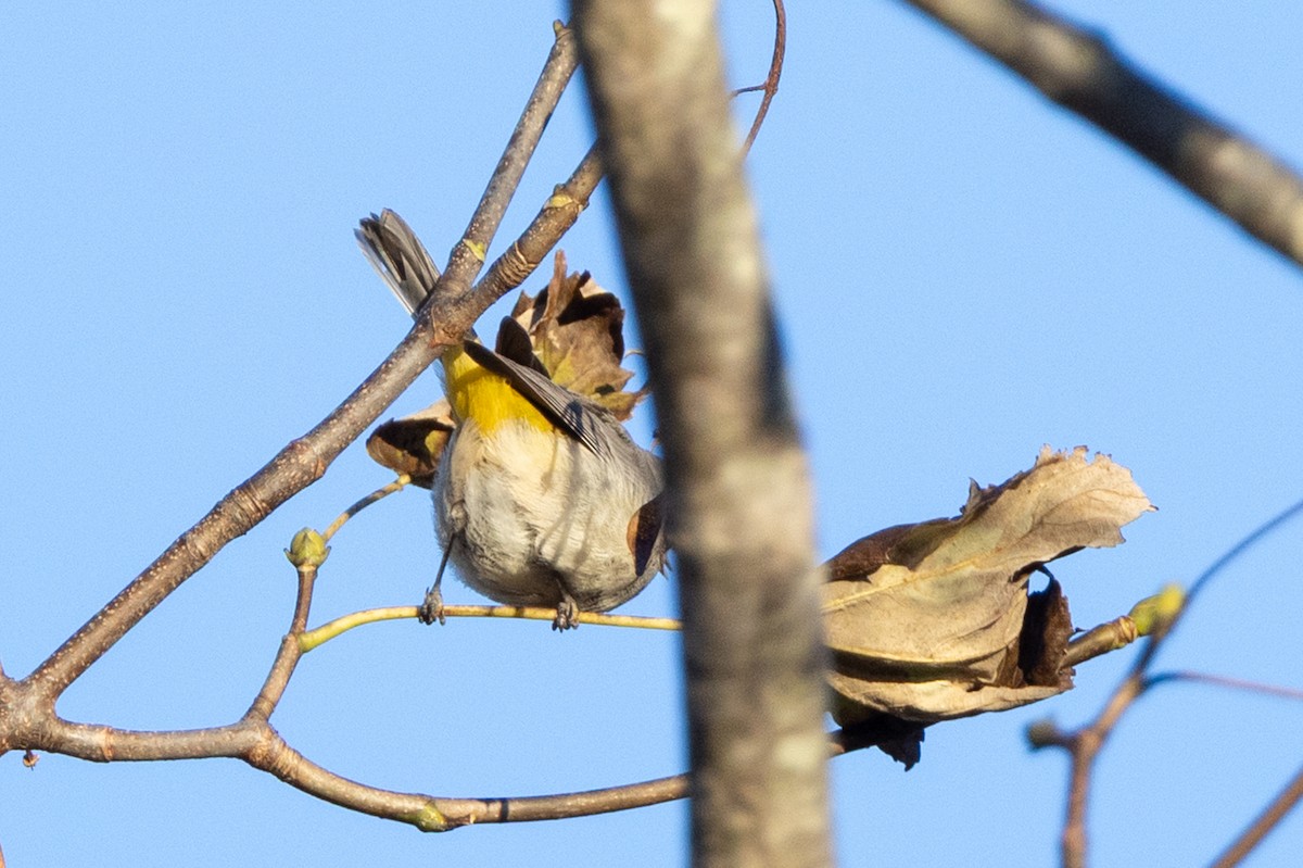 Virginia's Warbler - ML646119954