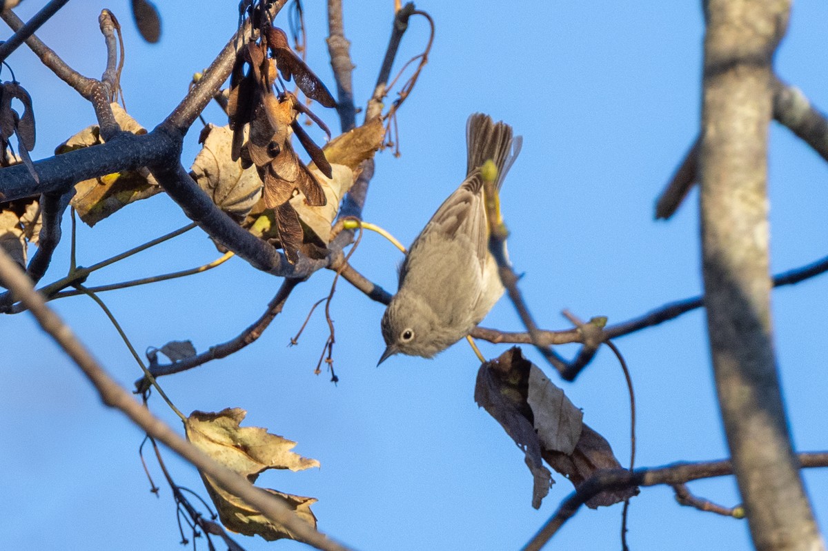 Virginia's Warbler - ML646119956