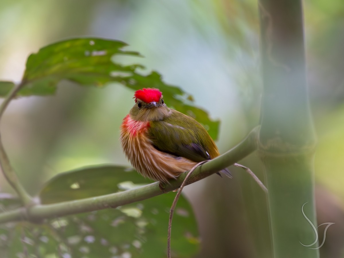 Striolated Manakin - ML646119957