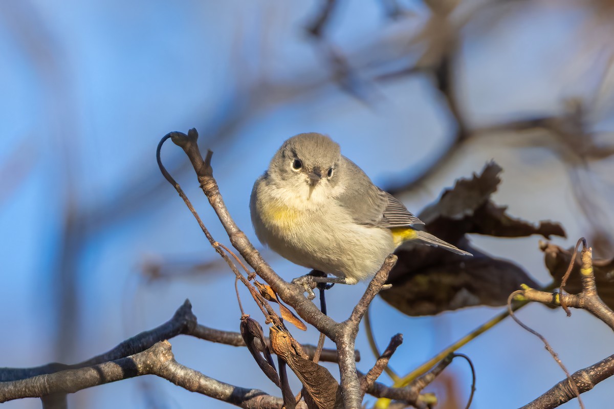 Virginia's Warbler - ML646119958