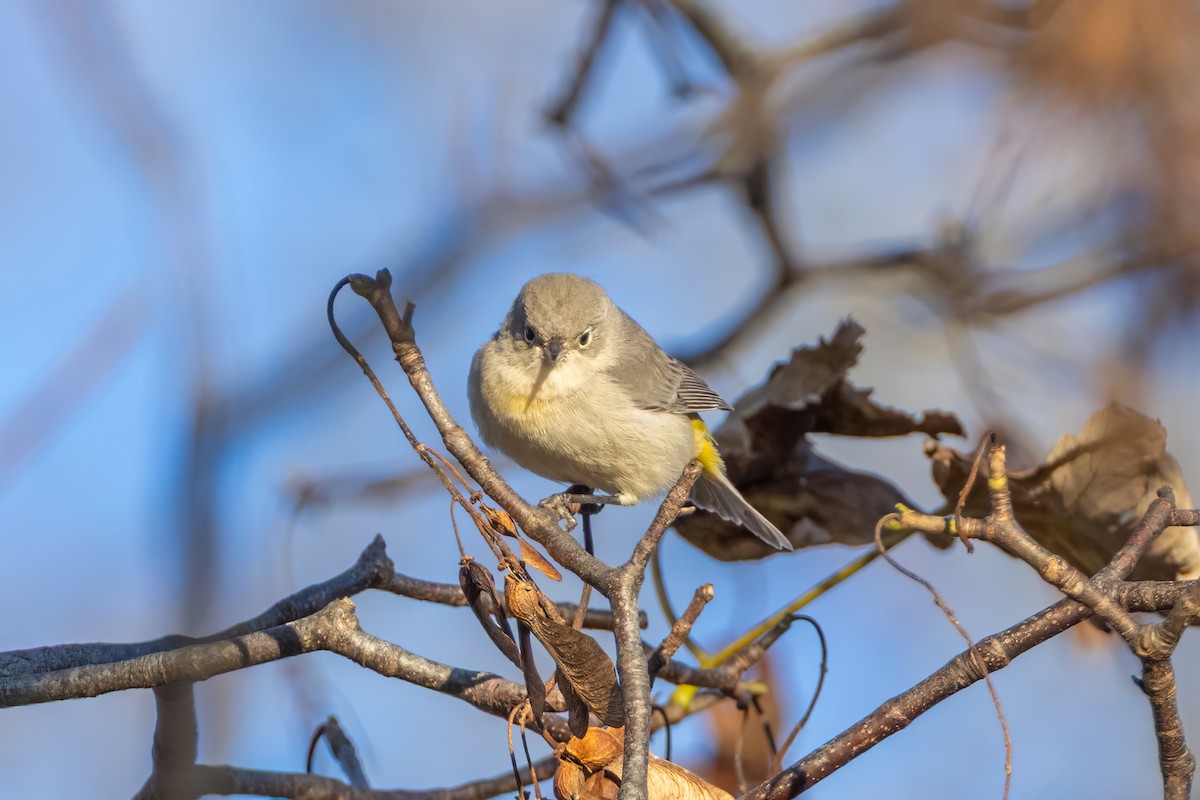 Virginia's Warbler - ML646119959