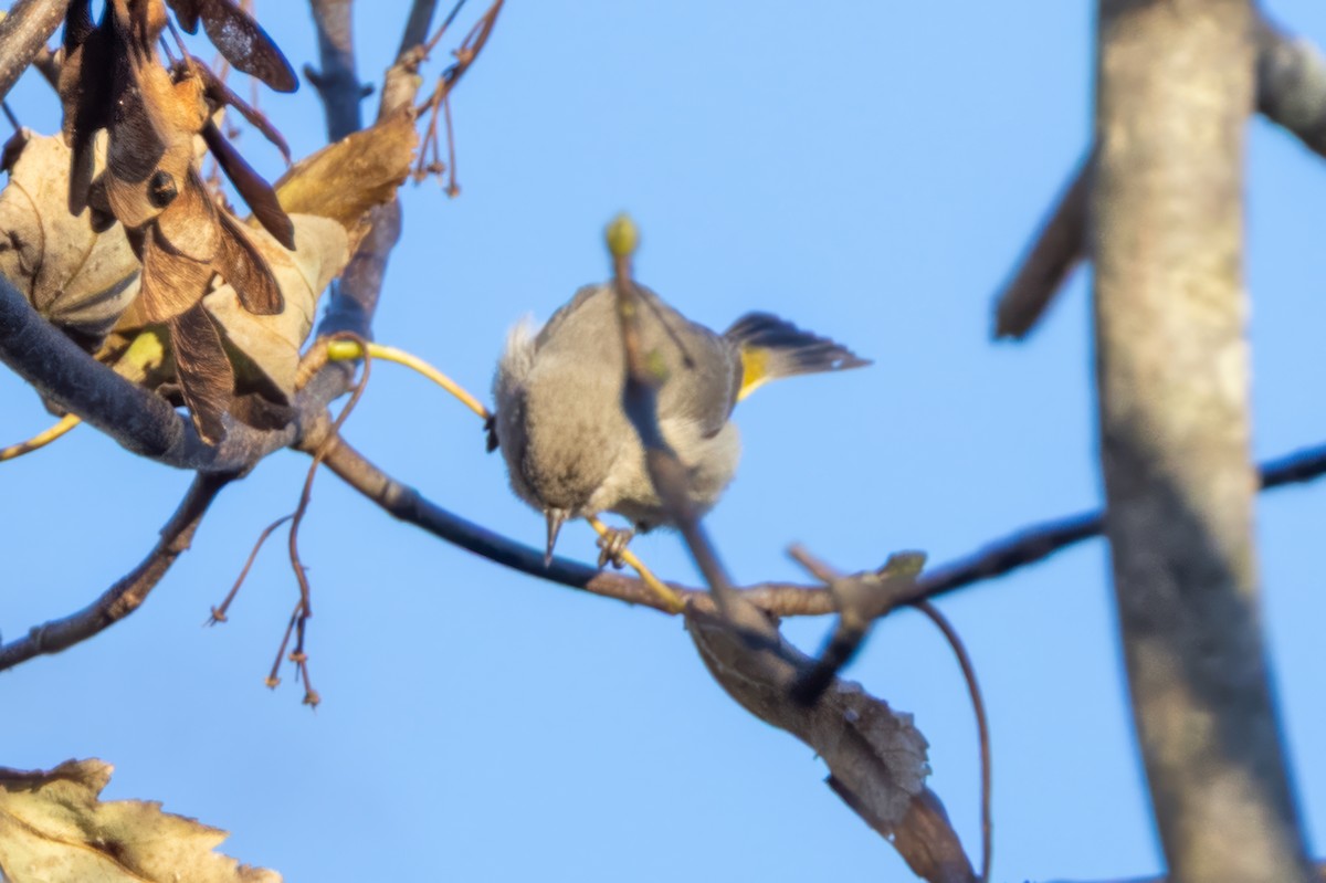 Virginia's Warbler - ML646119960