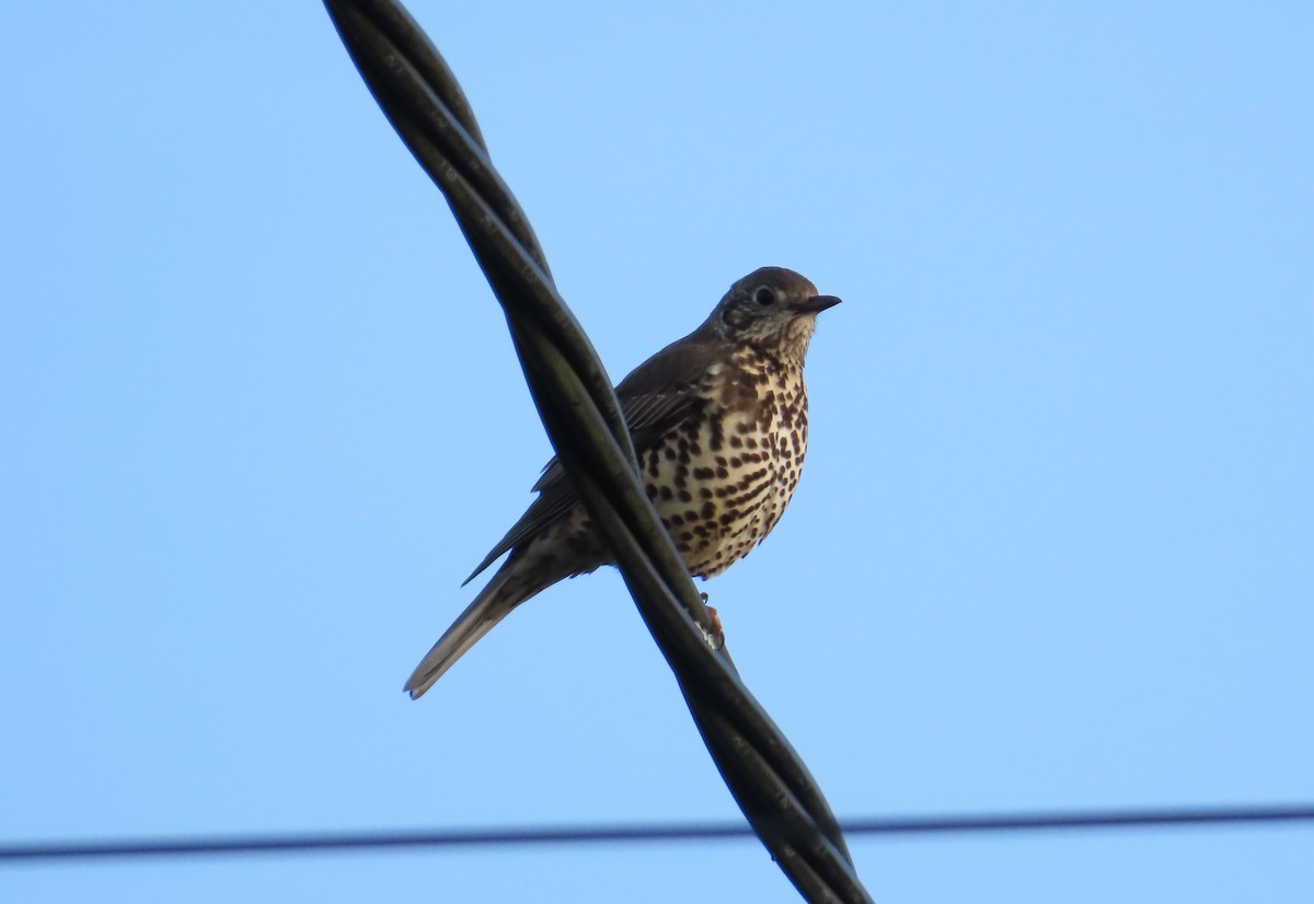 Mistle Thrush - ML646119966