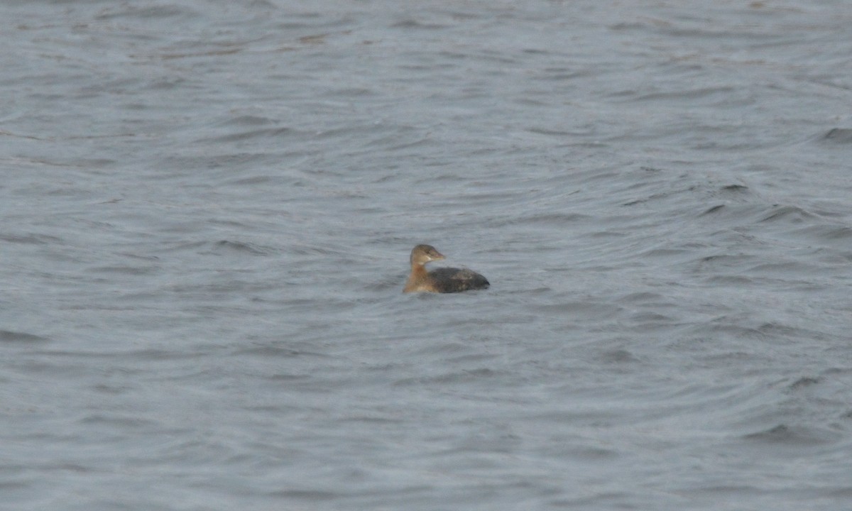 potápka americká - ML646119967