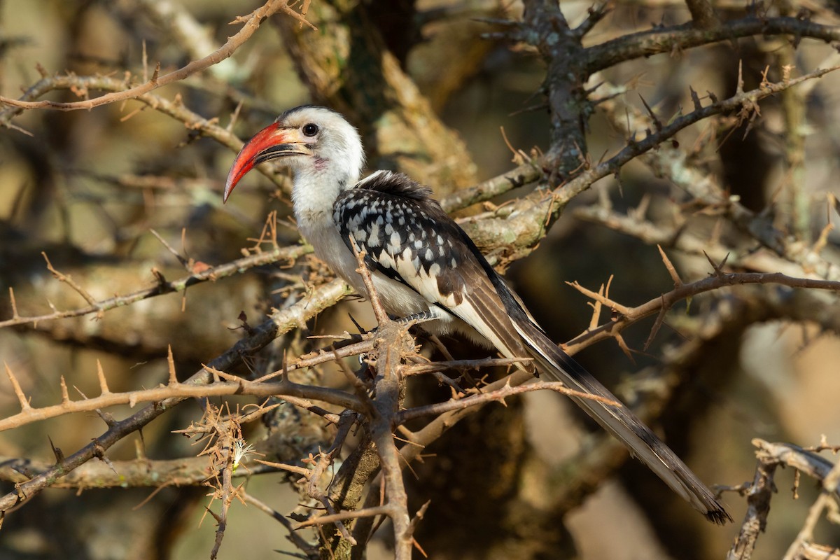 Calao à bec rouge - ML646119970