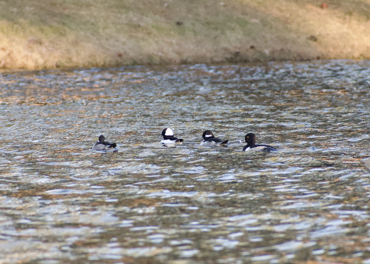 polák proužkozobý - ML646119987