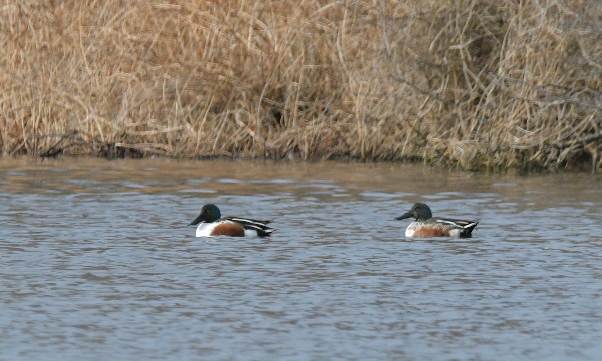 lžičák pestrý - ML646119989