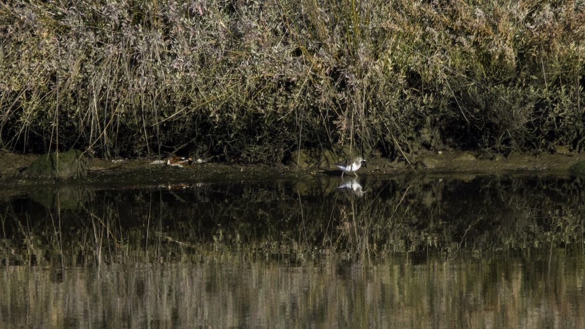 Piro piro piccolo - ML646119992