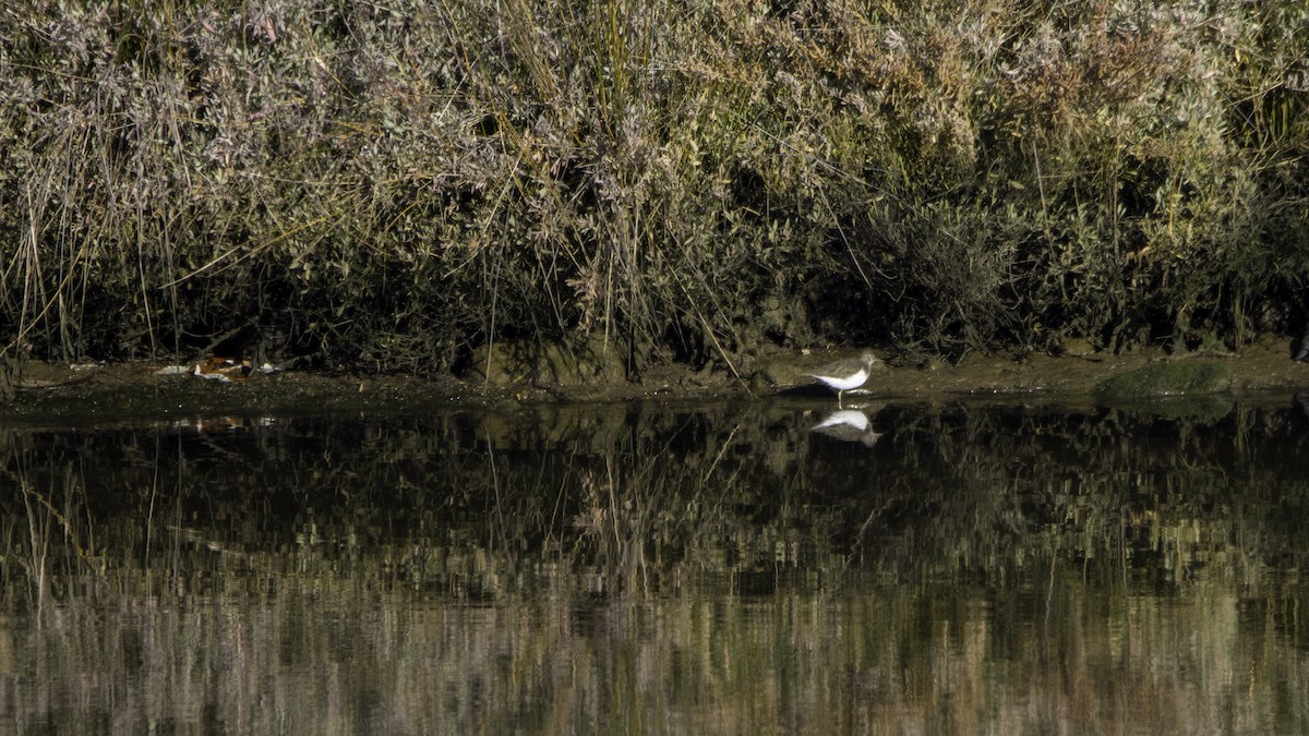 Piro piro piccolo - ML646119993