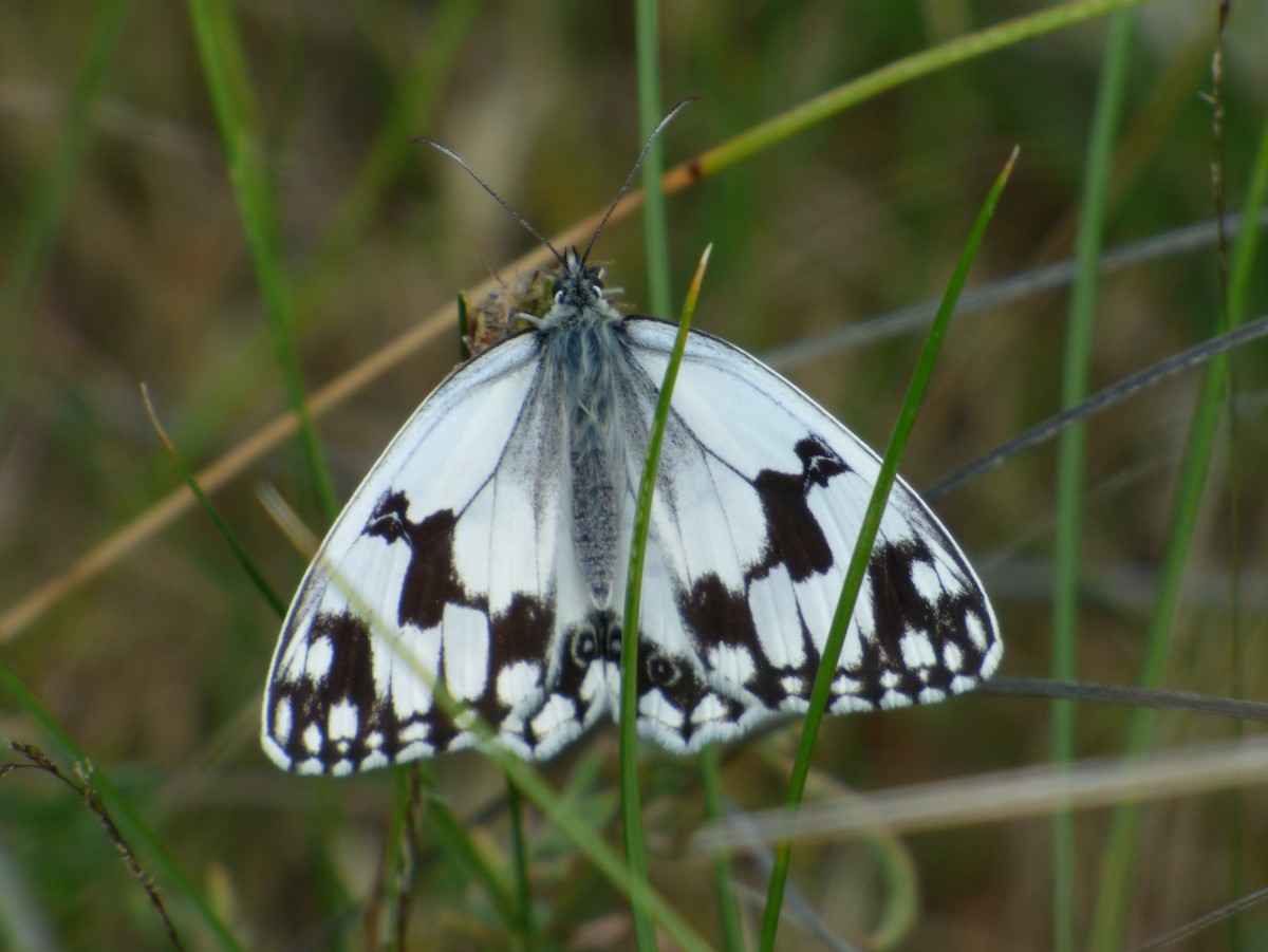 Iberian marbled white - ML646120001