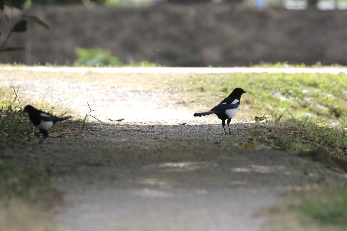 Дорнын шаазгай - ML646120002