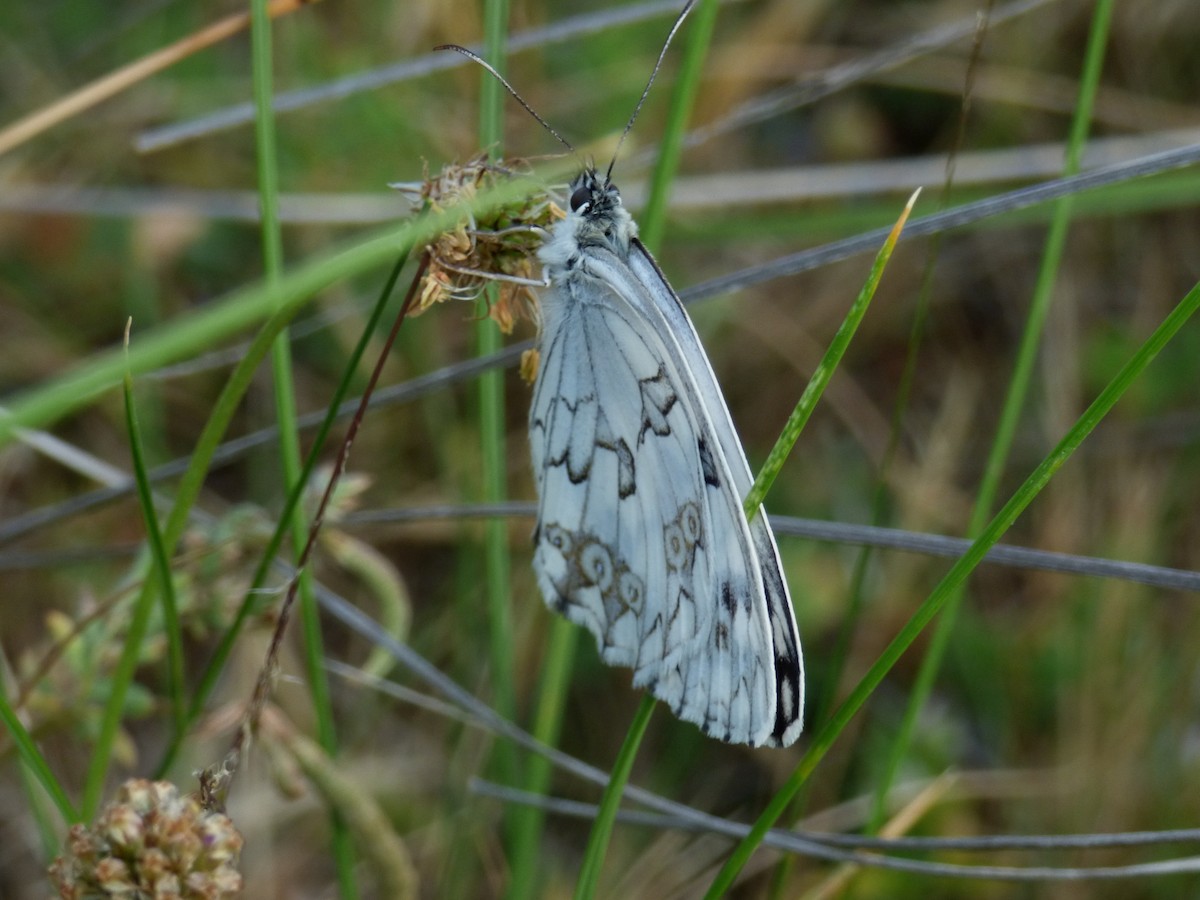Iberian marbled white - ML646120004