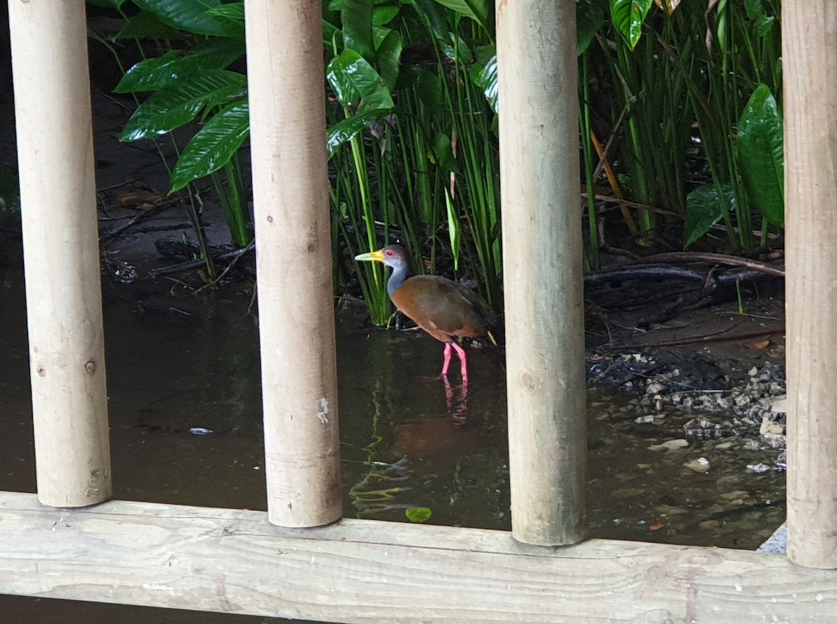 Russet-naped Wood-Rail - ML646120007