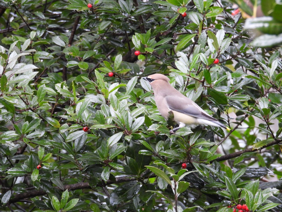 Cedar Waxwing - ML646120008