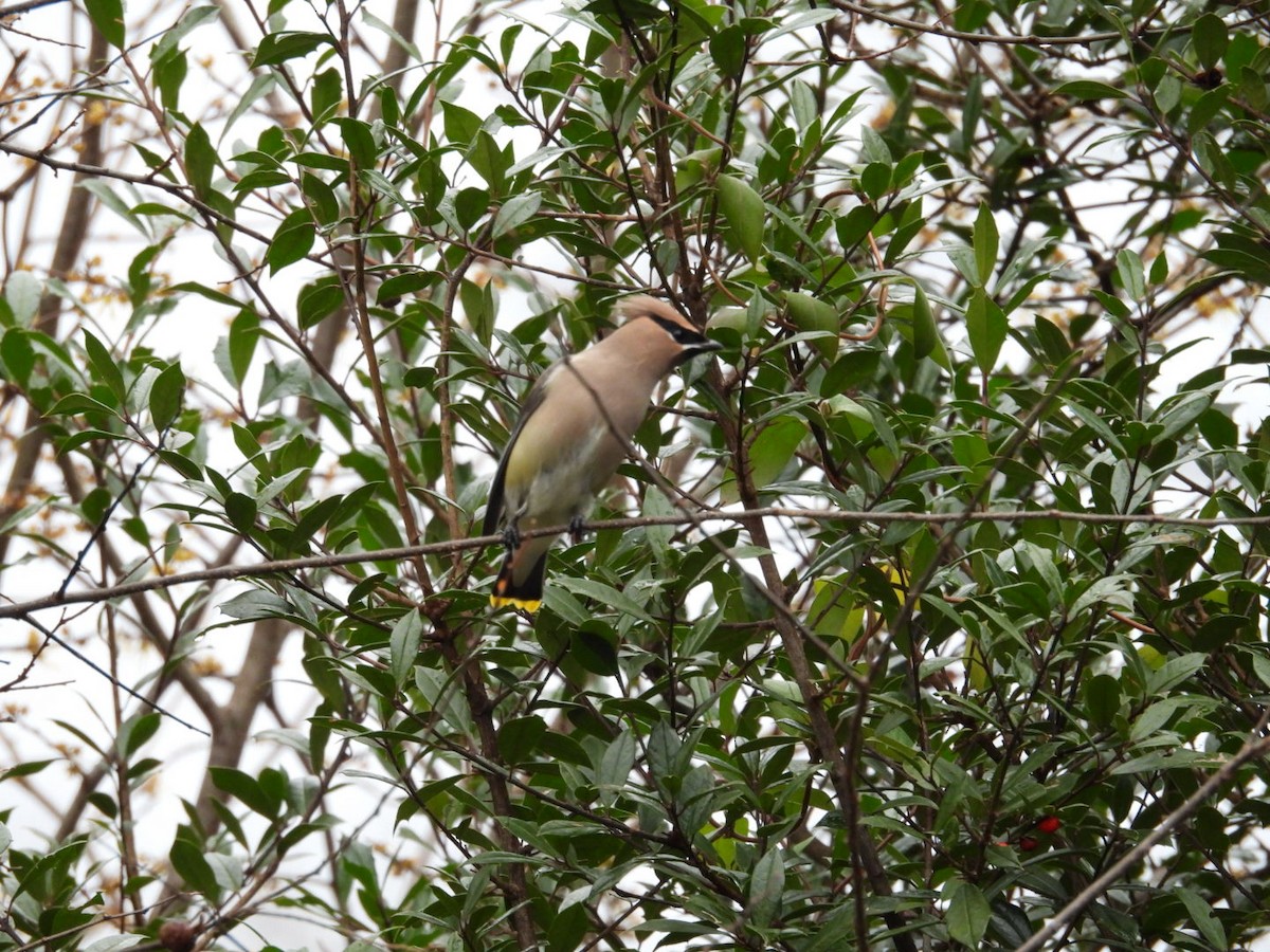 Cedar Waxwing - ML646120010