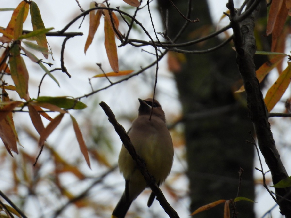 Cedar Waxwing - ML646120012