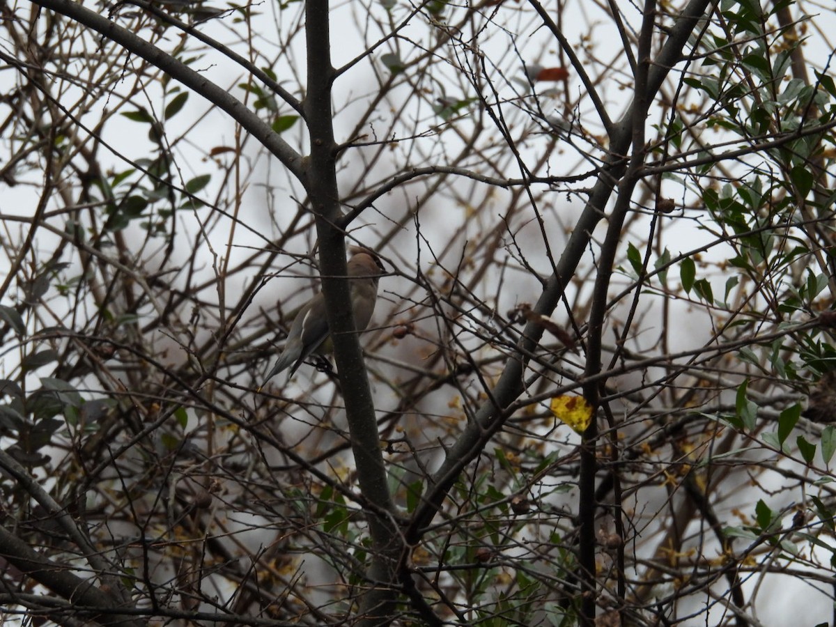 Cedar Waxwing - ML646120013