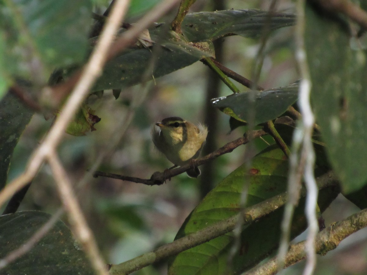 Arctic Warbler - ML646120014
