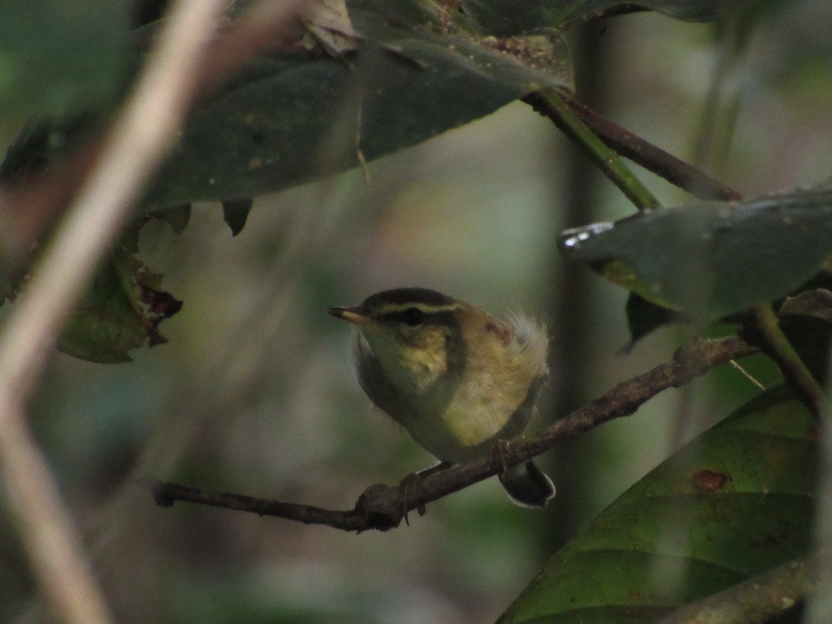 Arctic Warbler - ML646120015