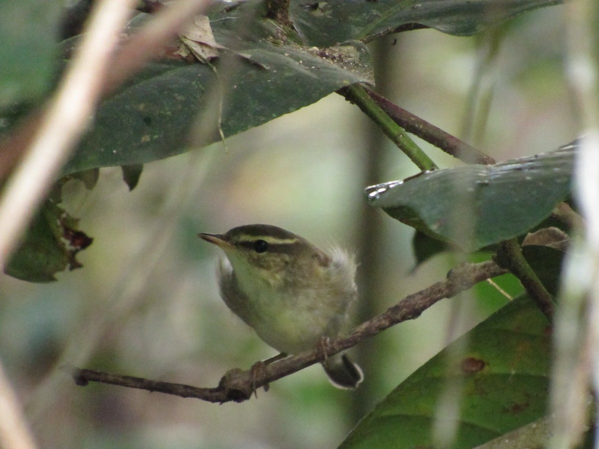 Arctic Warbler - ML646120018