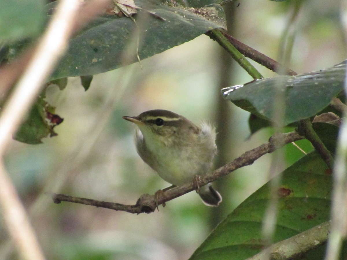 Arctic Warbler - ML646120019