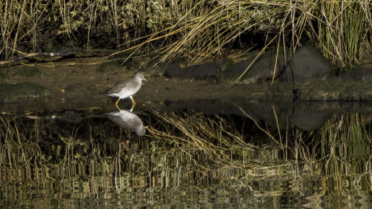 Common Redshank - ML646120020