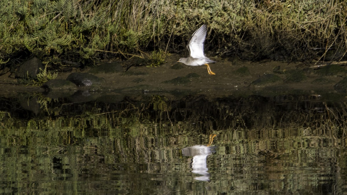 Common Redshank - ML646120021