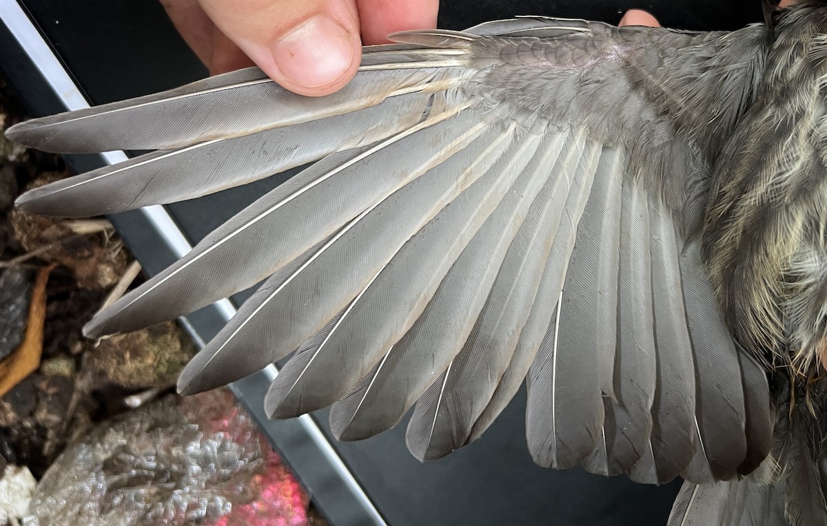 Micronesian Starling - ML646120022