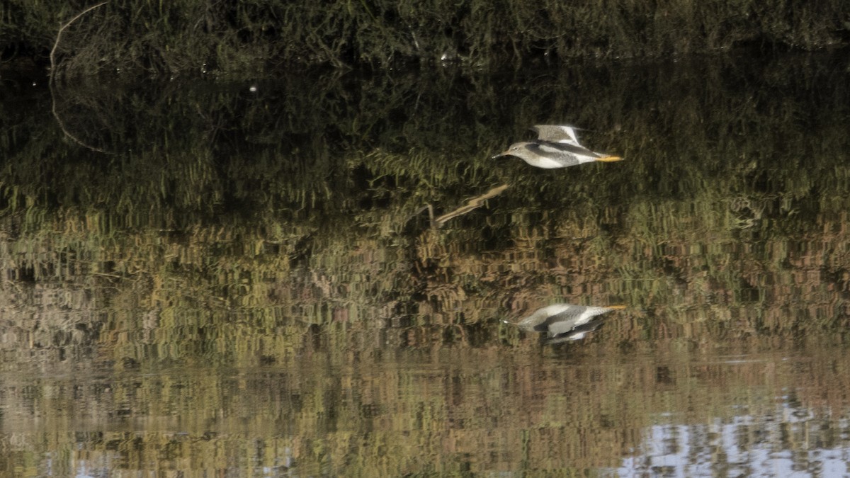 Common Redshank - ML646120023