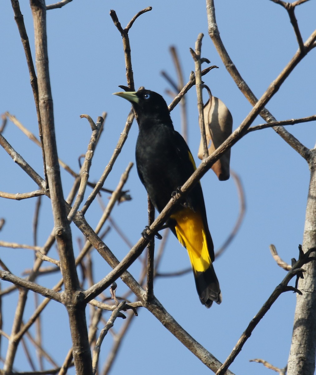 Yellow-rumped Cacique (Amazonian) - ML646120024