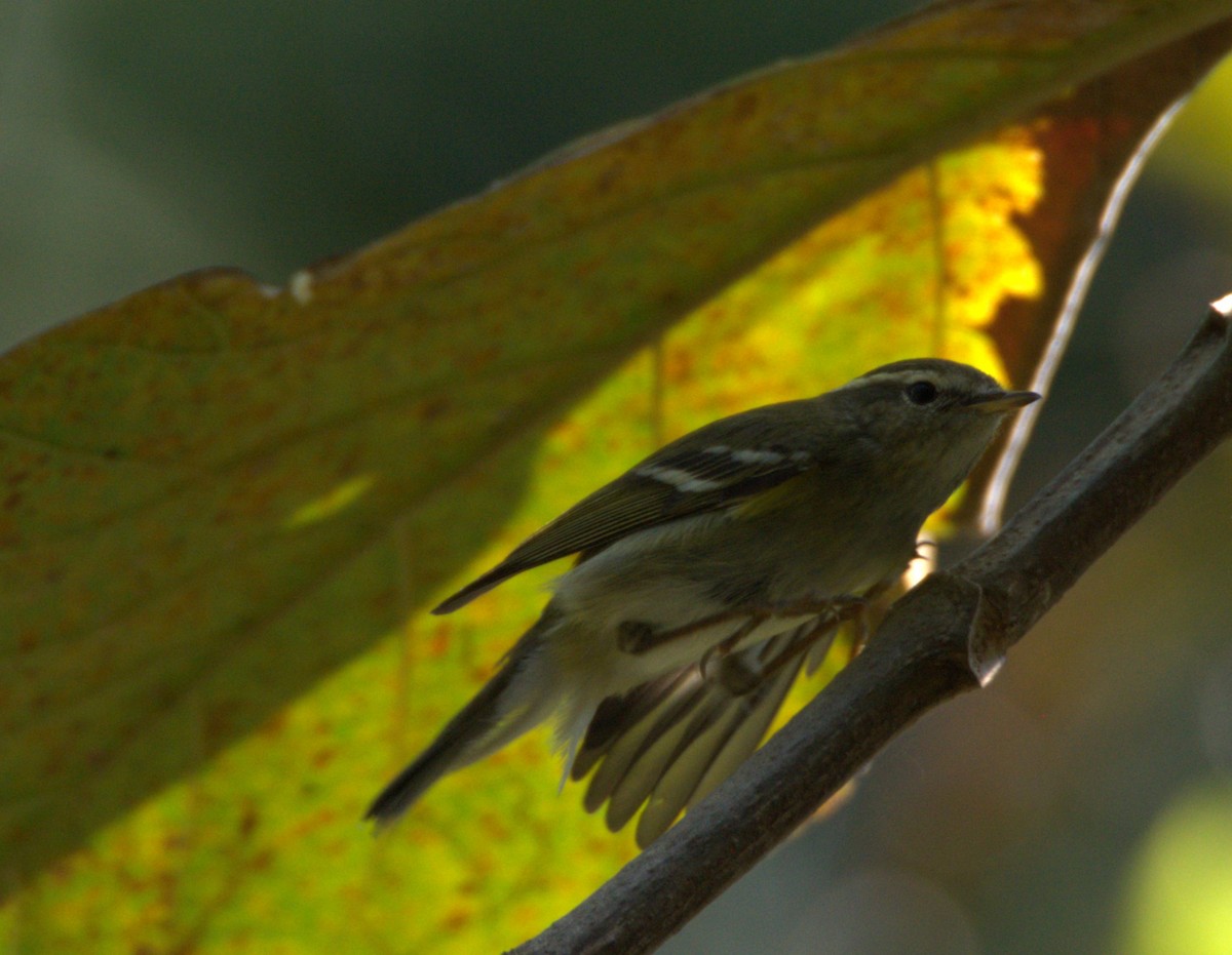 Yellow-browed Warbler - ML646120025