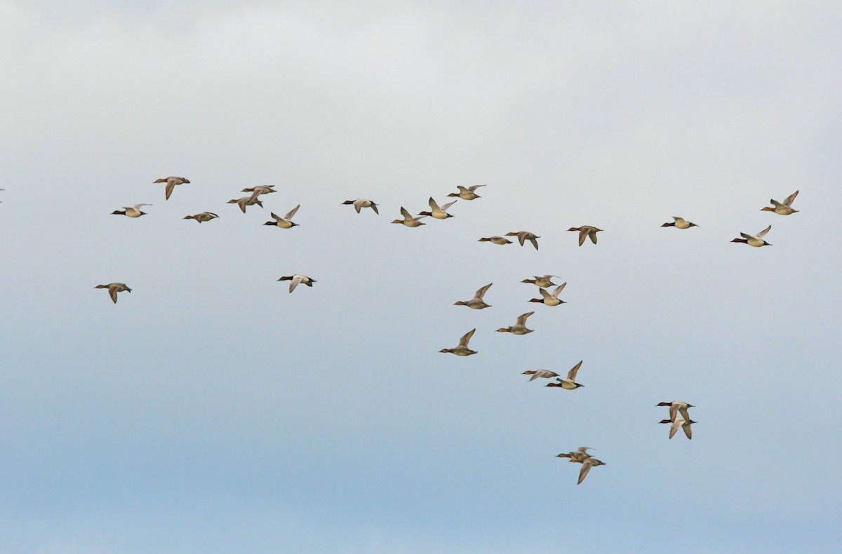 Canvasback - ML646120026
