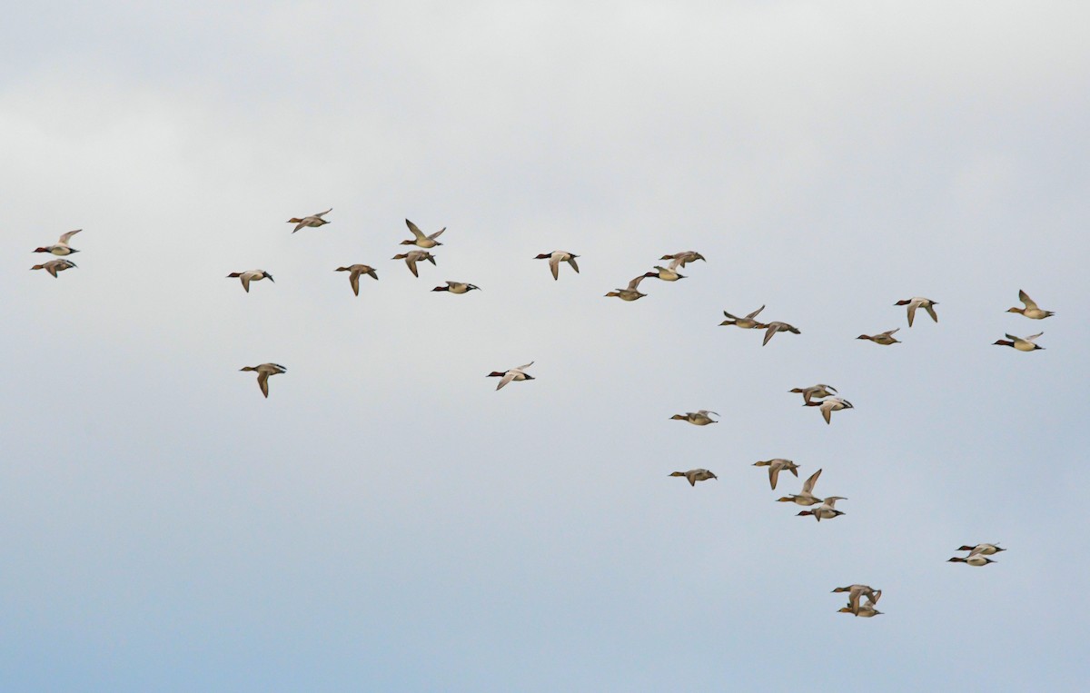 Canvasback - ML646120027
